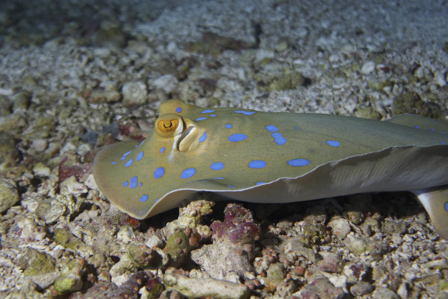 Blue spotted sting ray, Ray, Fish